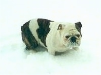 Sadie the English Bulldog outside in deep snow with snow all over her face